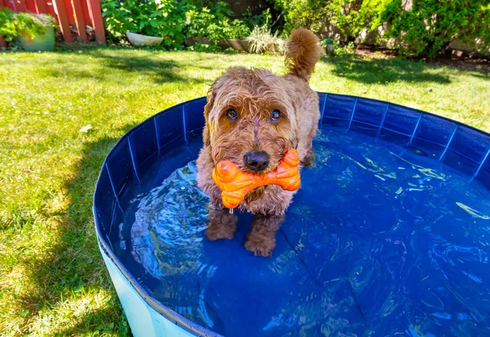 سگ دودل در استخر سگ
Doodle in dog pool