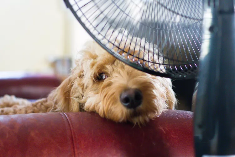 چجوری سگتون رو از شر گرما در تابستان نجات بدین؟