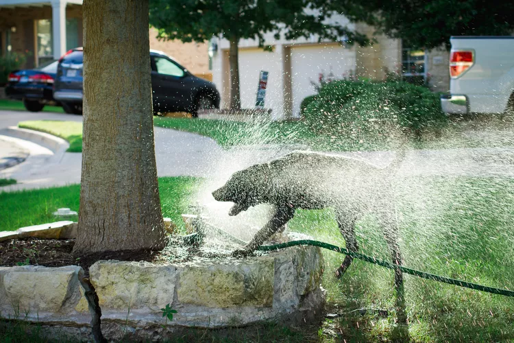 آب بازی یک سگ در پارک
Dog playing in a sprinkler 